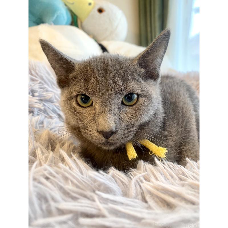 販売中の東京都のロシアンブルー-124534の12枚目