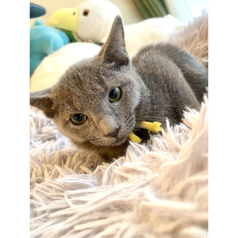 販売中の東京都のロシアンブルー-124534の11枚目