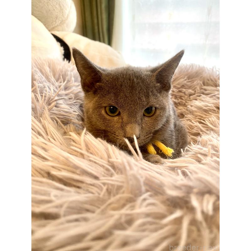 販売中の東京都のロシアンブルー-124534の10枚目