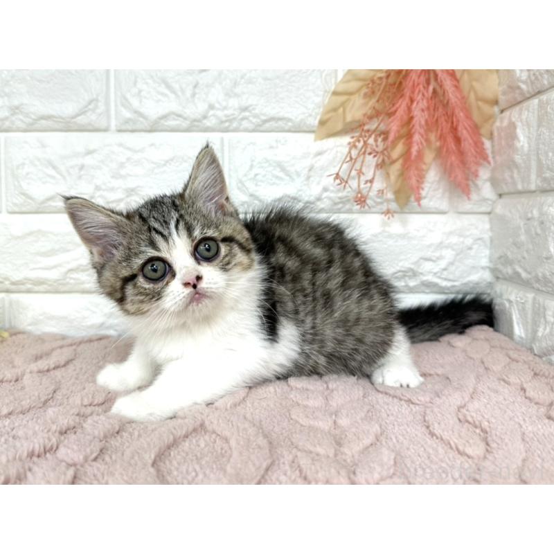 販売中の埼玉県のミヌエット-128345の5枚目