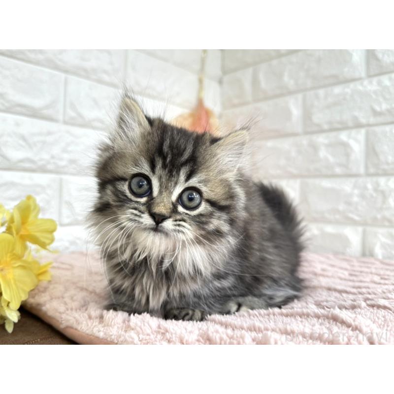 販売中の埼玉県のミヌエット(短足)-128343