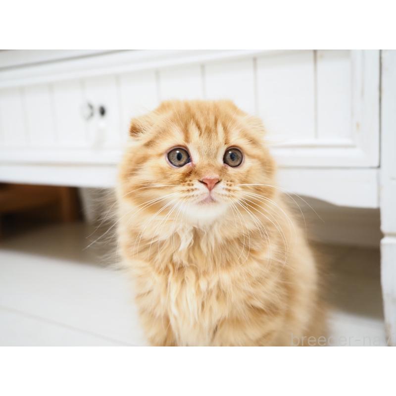 商談中の埼玉県のスコティッシュフォールド(折れ耳)-125429の10枚目