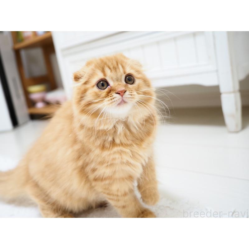 商談中の埼玉県のスコティッシュフォールド(折れ耳)-125429の9枚目