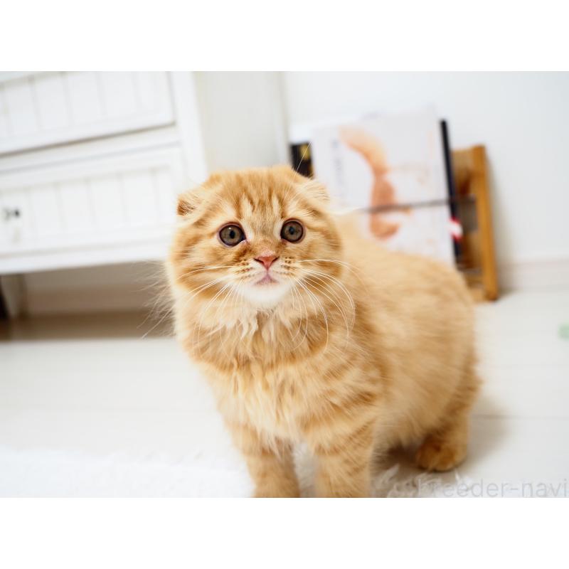 商談中の埼玉県のスコティッシュフォールド(折れ耳)-125429の8枚目