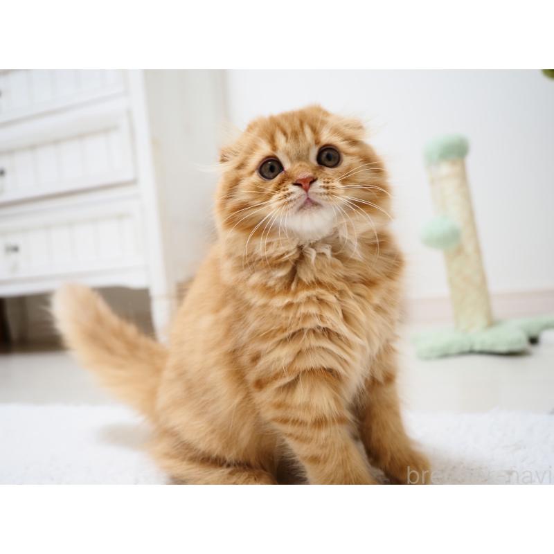 商談中の埼玉県のスコティッシュフォールド(折れ耳)-125429の7枚目