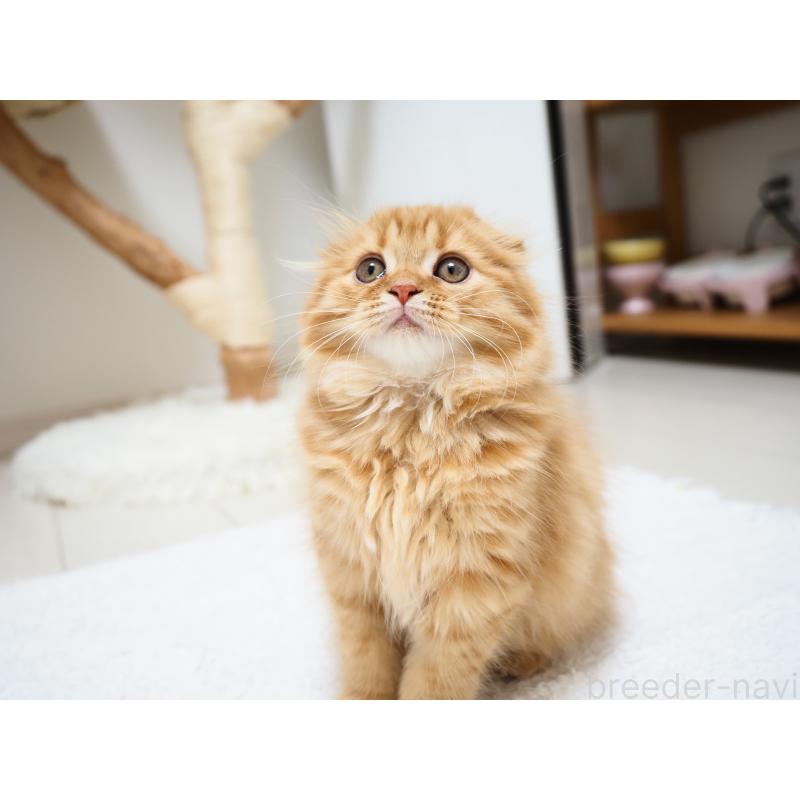 商談中の埼玉県のスコティッシュフォールド(折れ耳)-125429の6枚目