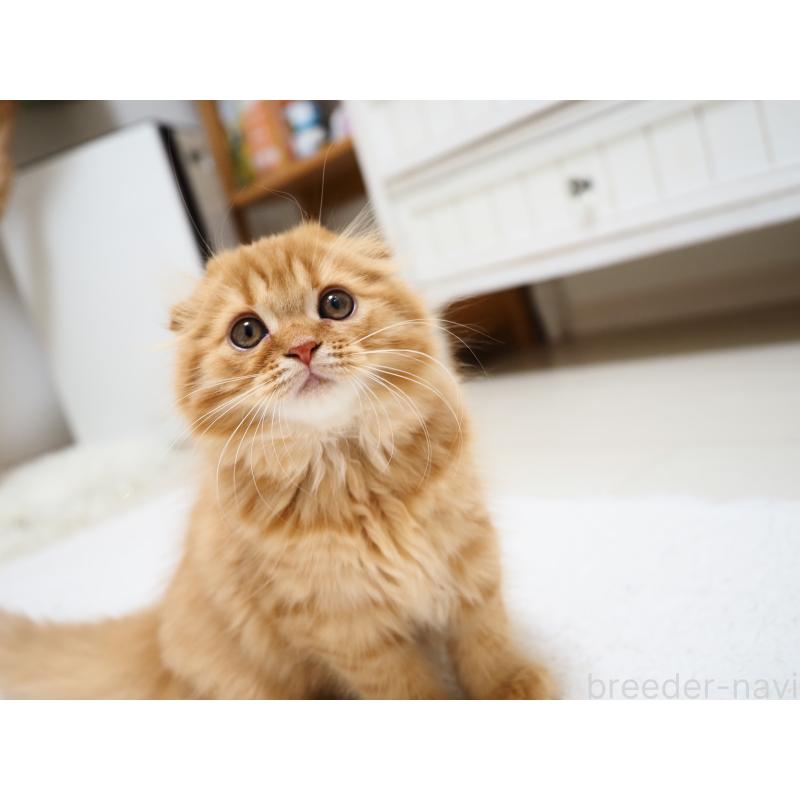 商談中の埼玉県のスコティッシュフォールド(折れ耳)-125429の5枚目