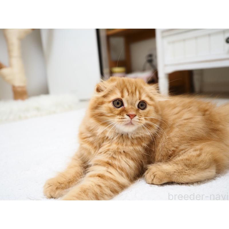 商談中の埼玉県のスコティッシュフォールド(折れ耳)-125429の4枚目