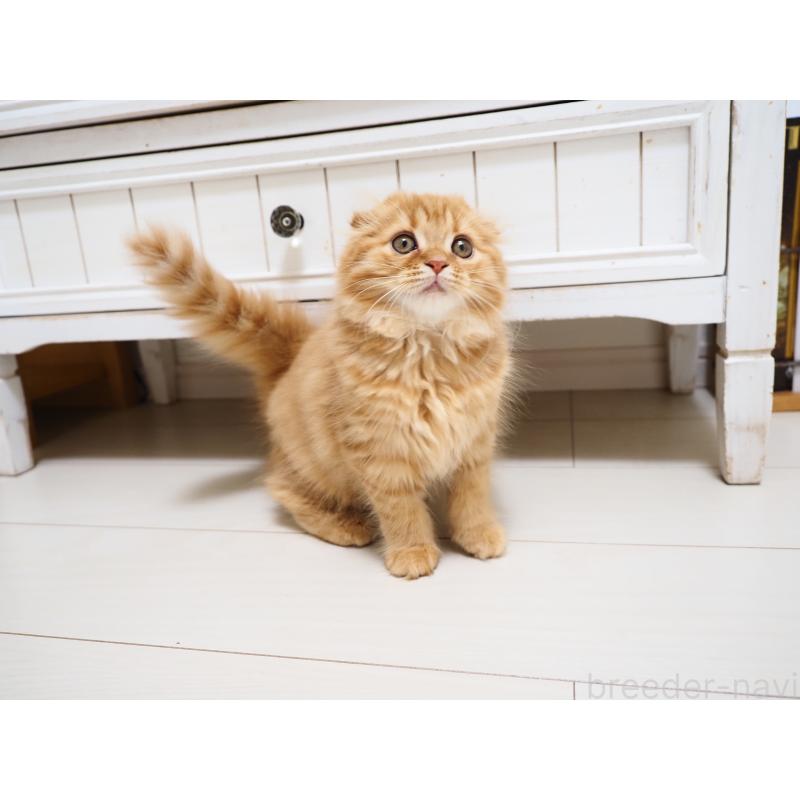 商談中の埼玉県のスコティッシュフォールド(折れ耳)-125429の3枚目