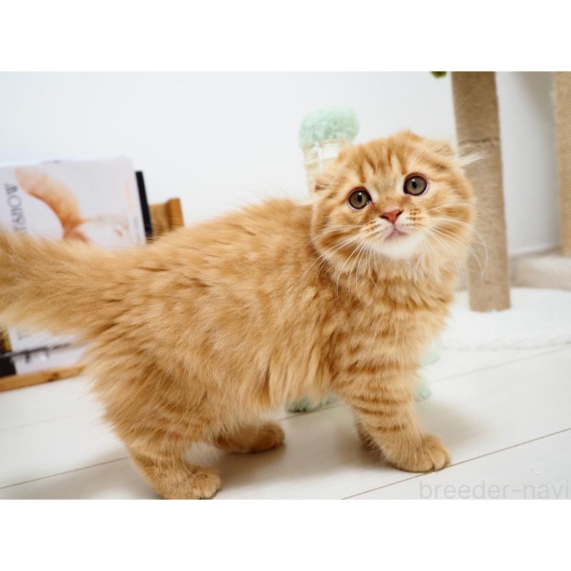 商談中の埼玉県のスコティッシュフォールド(折れ耳)-125429の2枚目