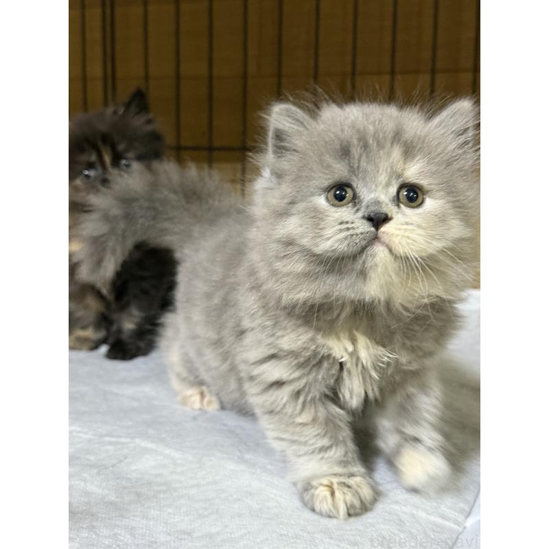 成約済の栃木県のブリティッシュロングヘア-129241の3枚目