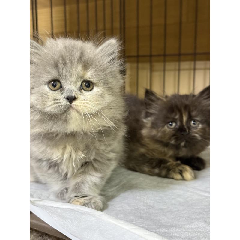 成約済の栃木県のブリティッシュロングヘア-129241の2枚目