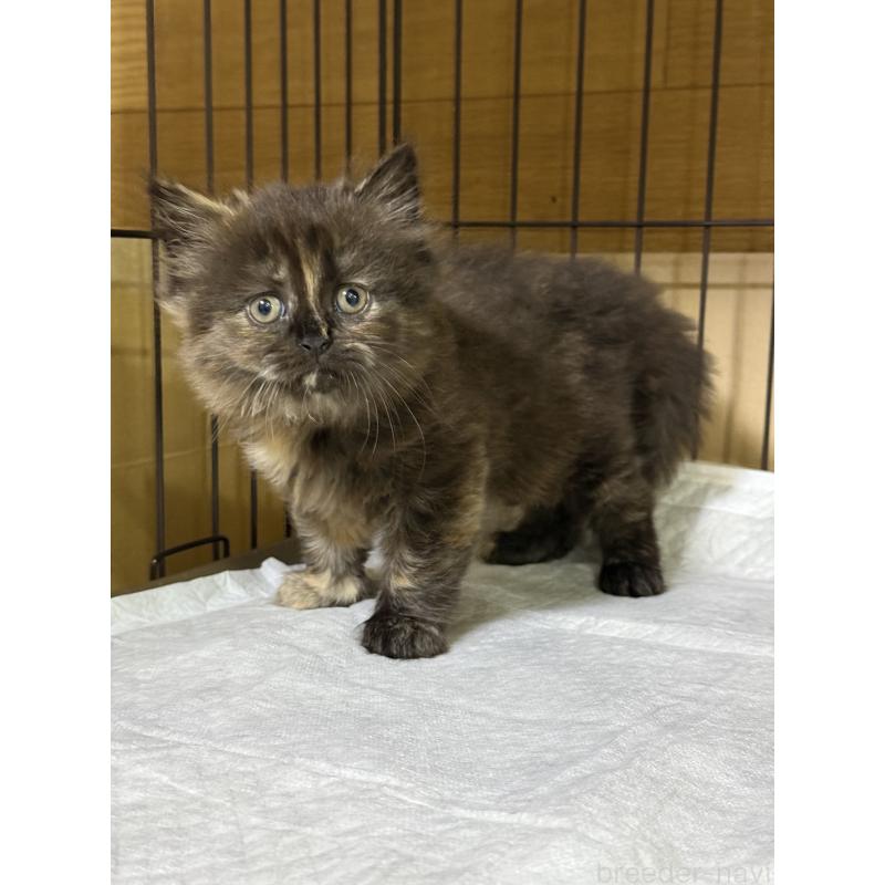 成約済の栃木県のブリティッシュショートヘア-129240の4枚目