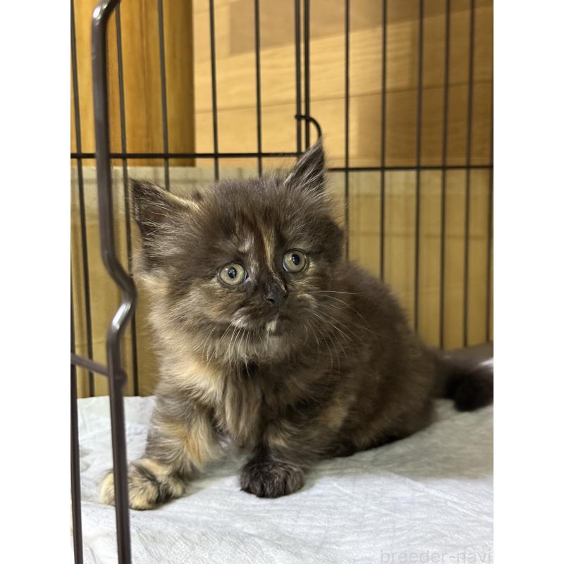 成約済の栃木県のブリティッシュショートヘア-129240の3枚目