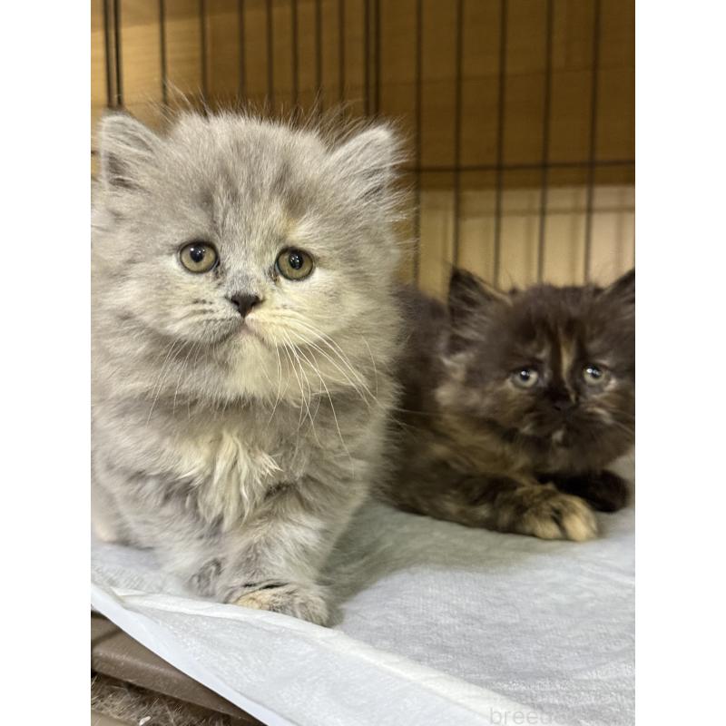 成約済の栃木県のブリティッシュショートヘア-129240の2枚目