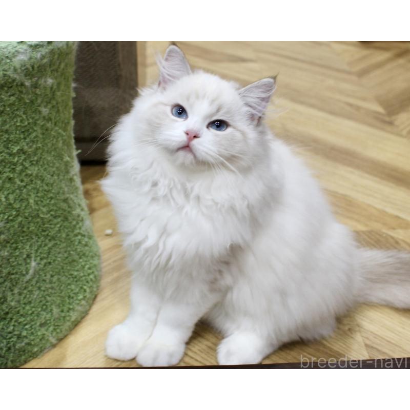 販売中の山梨県のラグドール-129484の5枚目