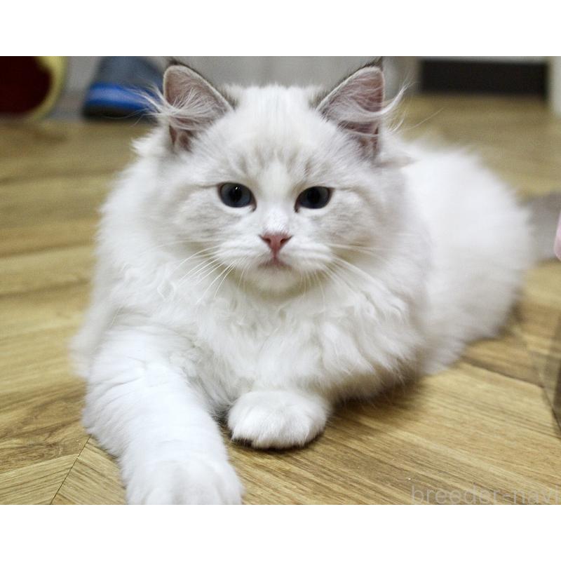 販売中の山梨県のラグドール-129484の3枚目