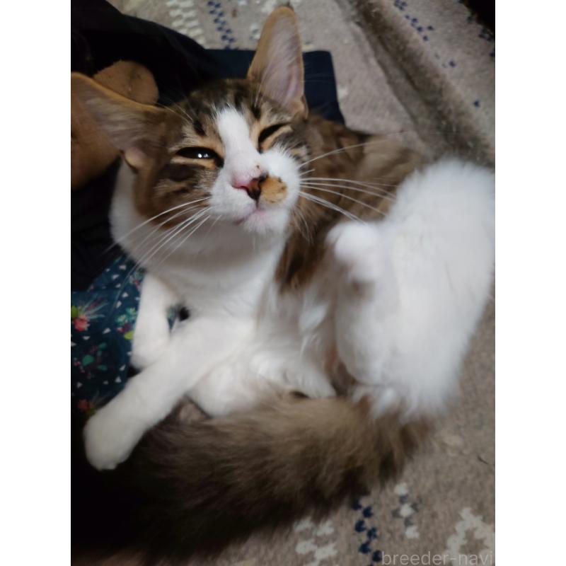 販売中の京都府のメインクーン-121119の2枚目