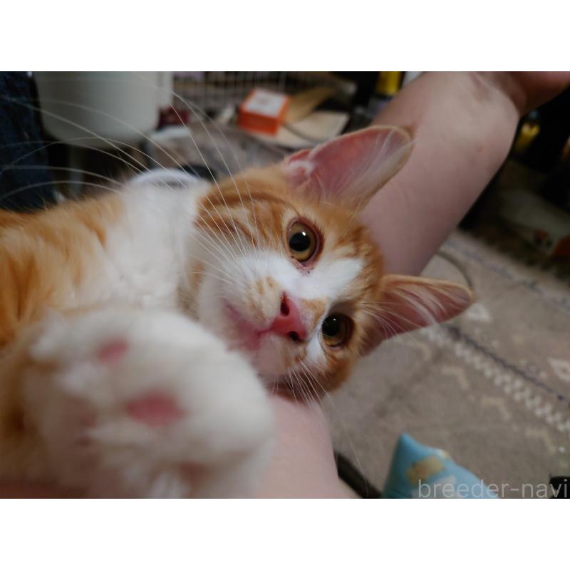 販売中の京都府のメインクーン-121121の2枚目