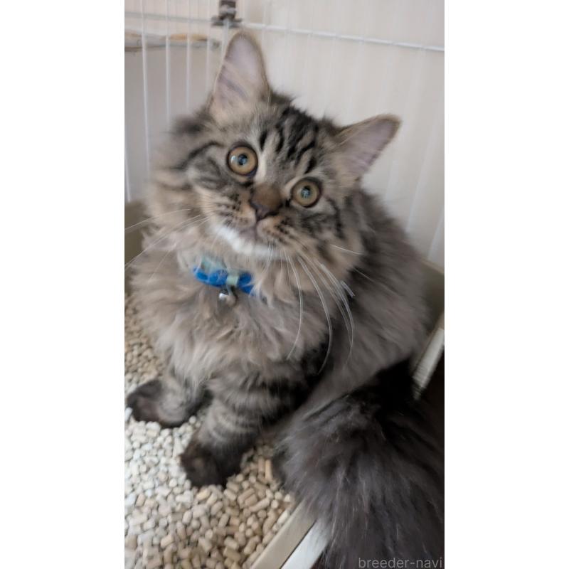 販売中の大阪府のミヌエット-120589の3枚目