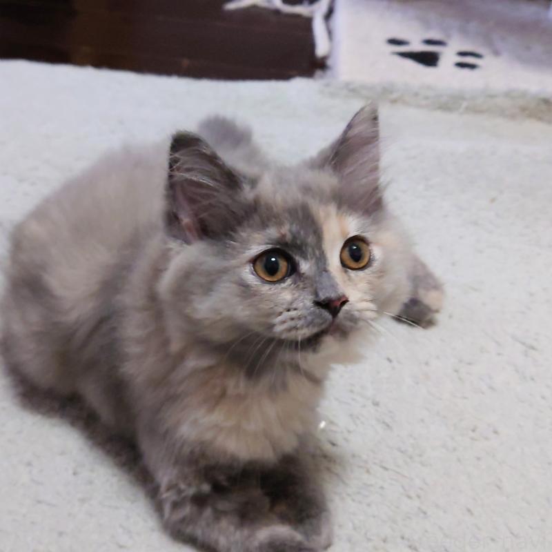 成約済の埼玉県のミヌエット-125573の3枚目