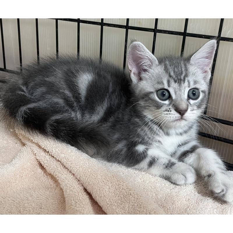 販売中の福岡県のスコティッシュフォールド-128898の6枚目