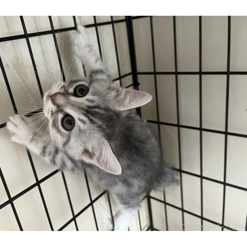 成約済の福岡県のスコティッシュフォールド-128900の8枚目