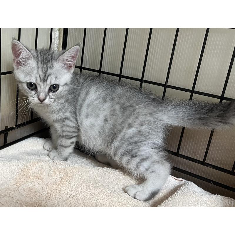 販売中の福岡県のスコティッシュフォールド-128901の7枚目