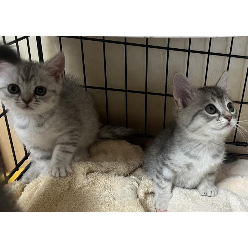 販売中の福岡県のスコティッシュフォールド-128901の6枚目