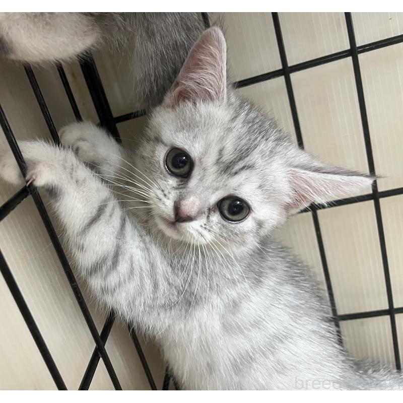 販売中の福岡県のスコティッシュフォールド-128901の5枚目
