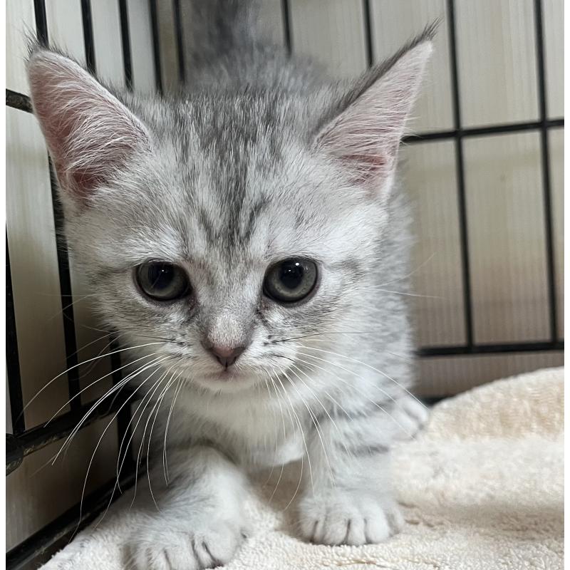 販売中の福岡県のスコティッシュフォールド-128901の4枚目