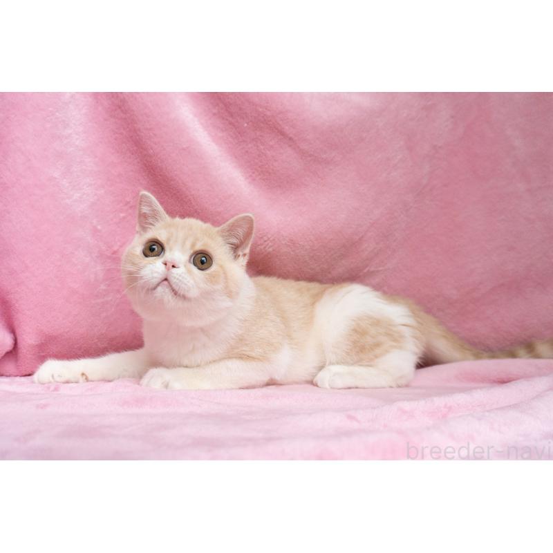 成約済の東京都のエキゾチックショートヘア-122427の15枚目