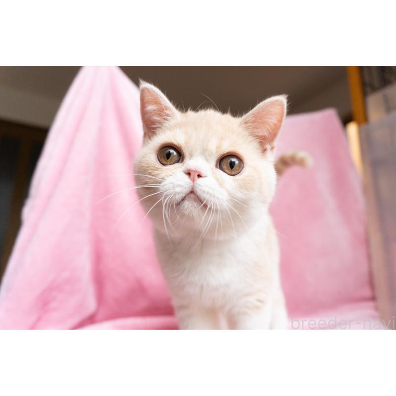 成約済の東京都のエキゾチックショートヘア-122427の14枚目