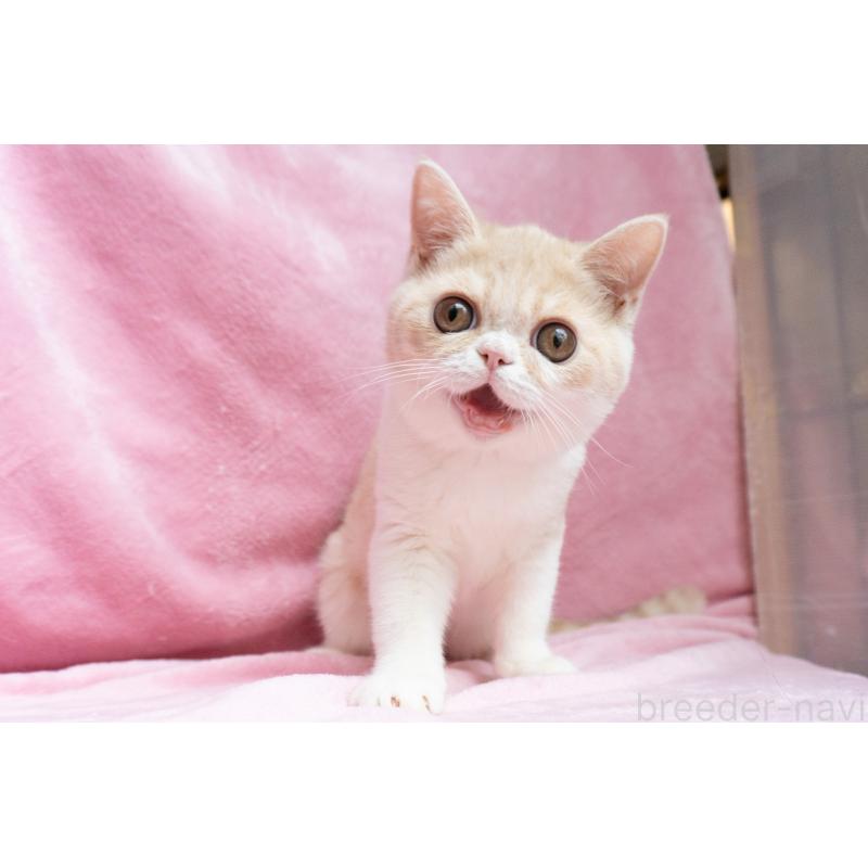 成約済の東京都のエキゾチックショートヘア-122427の13枚目