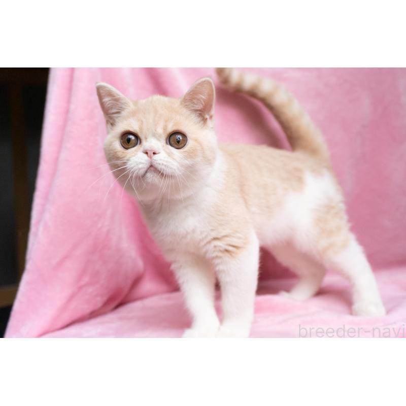 成約済の東京都のエキゾチックショートヘア-122427の12枚目