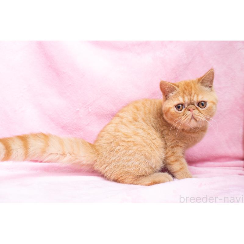 販売中の東京都のエキゾチックショートヘア-123466の5枚目