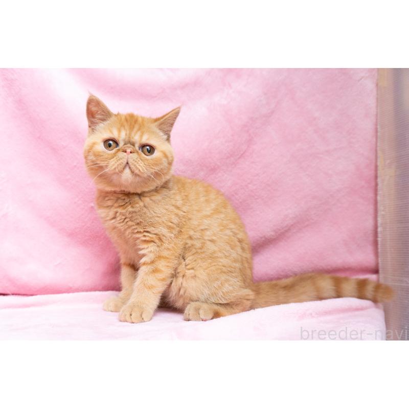 販売中の東京都のエキゾチックショートヘア-123466の4枚目