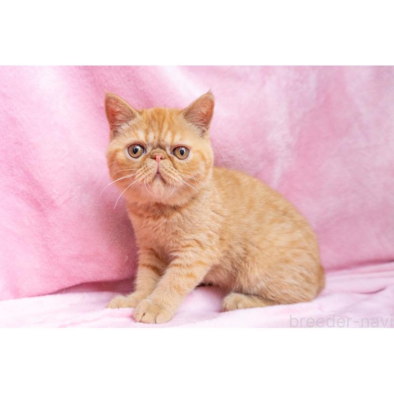 販売中の東京都のエキゾチックショートヘア-123466の3枚目