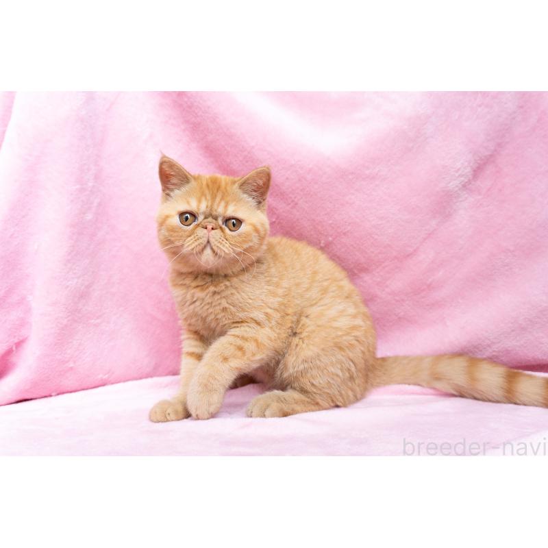 販売中の東京都のエキゾチックショートヘア-123466の2枚目