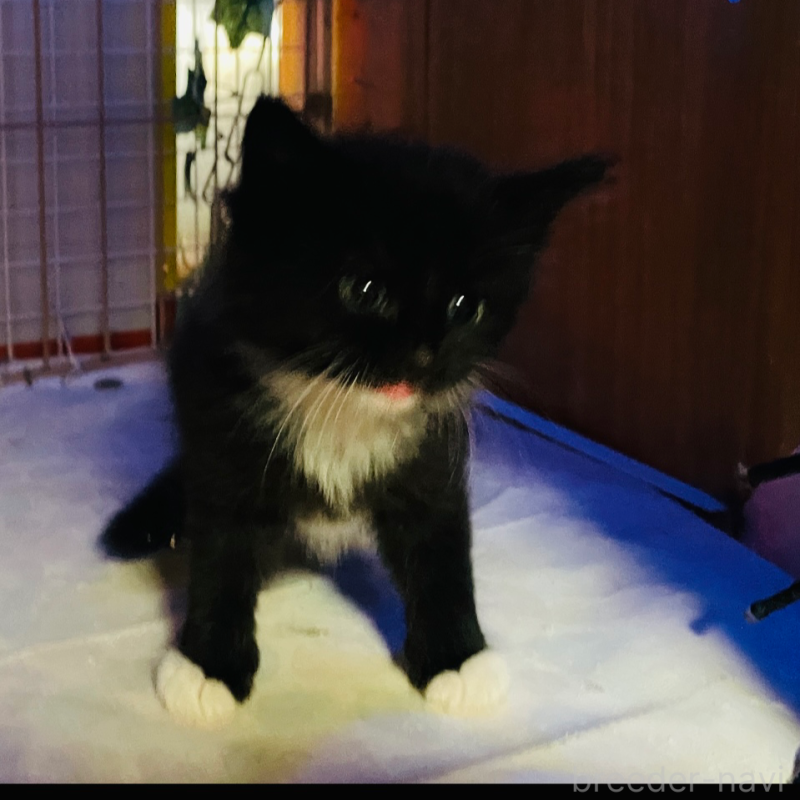 成約済の京都府のメインクーン-128964の5枚目