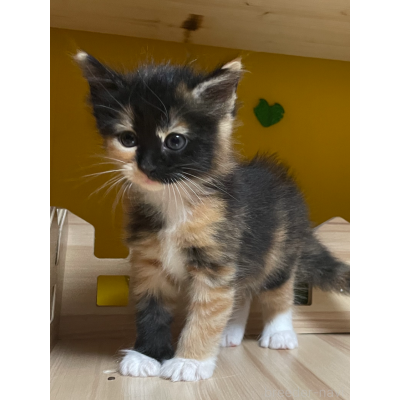 販売中の京都府のメインクーン-128291の3枚目