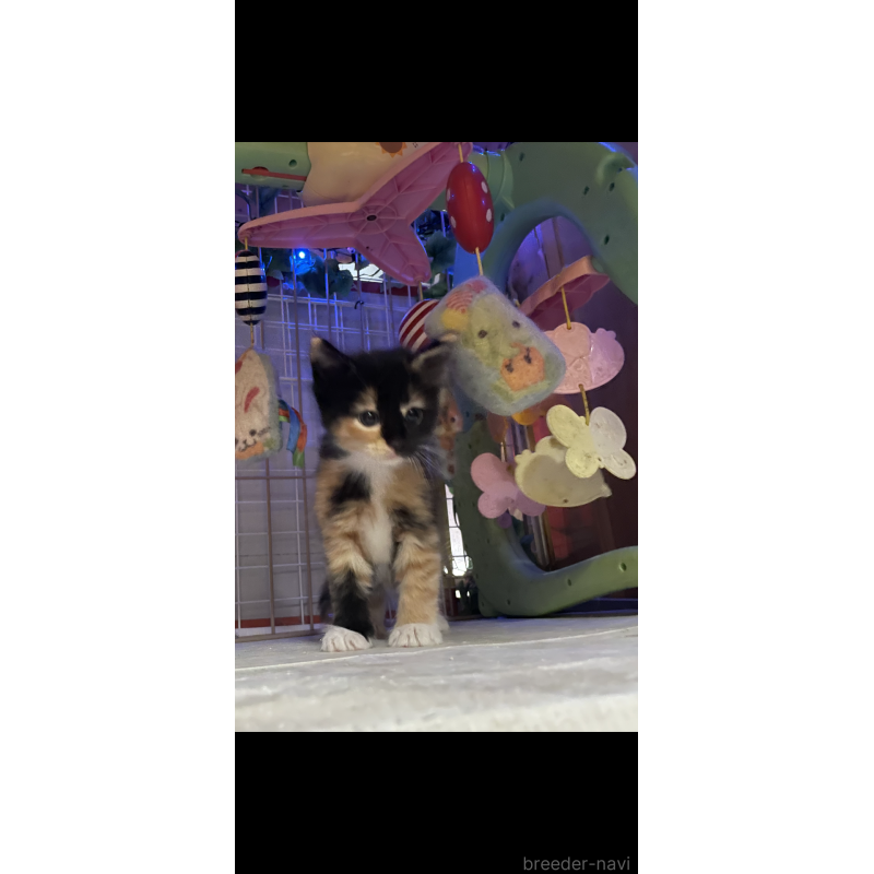 販売中の京都府のメインクーン-128291の2枚目