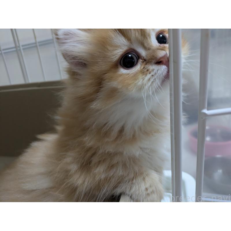 成約済の栃木県のミヌエット(短足)-128526の2枚目