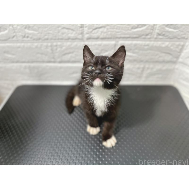 販売中の鹿児島県のミックス-126945の5枚目