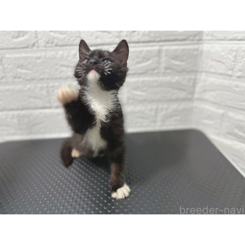 販売中の鹿児島県のミックス-126945の4枚目