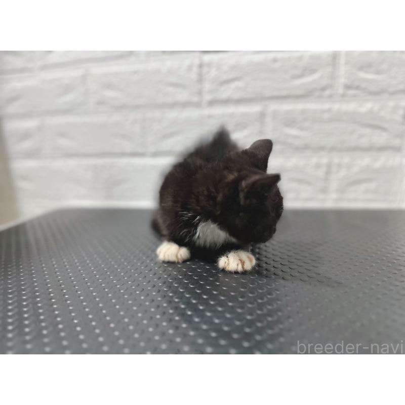 販売中の鹿児島県のミックス-126945の3枚目