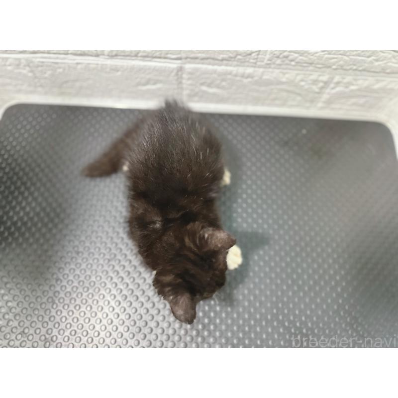 販売中の鹿児島県のミックス-126945の2枚目