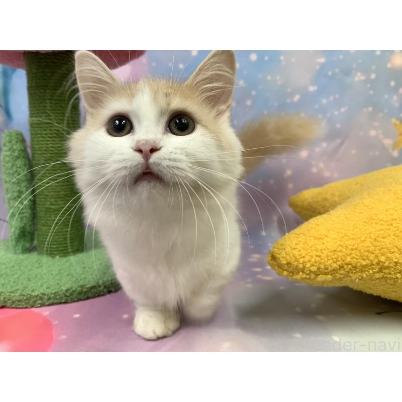 成約済の大阪府のマンチカン(短足)-122677の3枚目