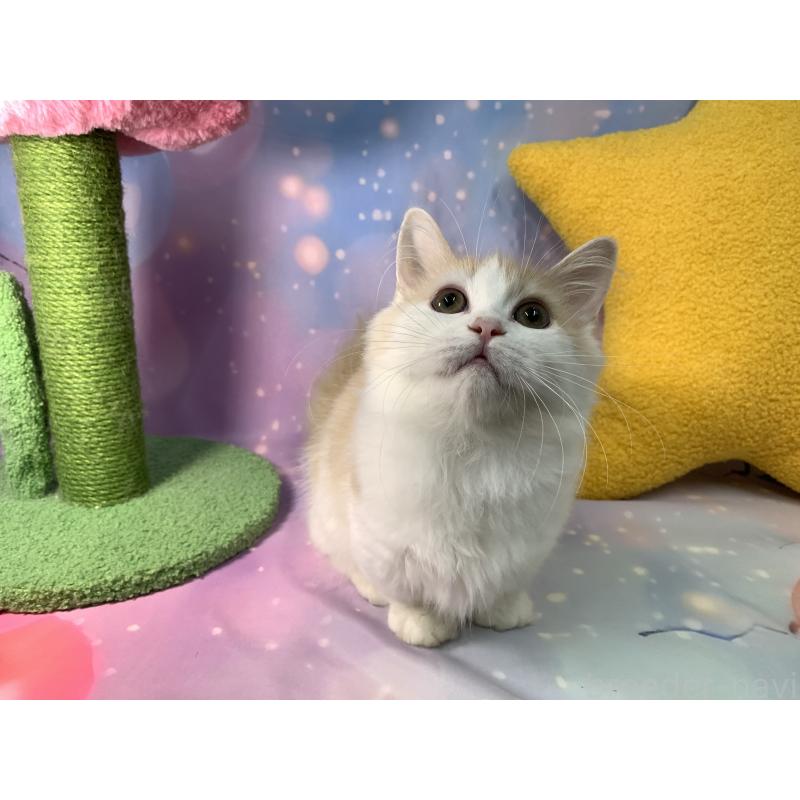 成約済の大阪府のマンチカン(短足)-122677の2枚目