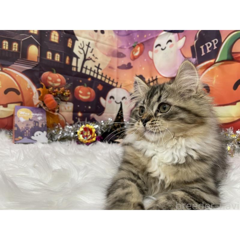 成約済の埼玉県のサイベリアン-125672の2枚目